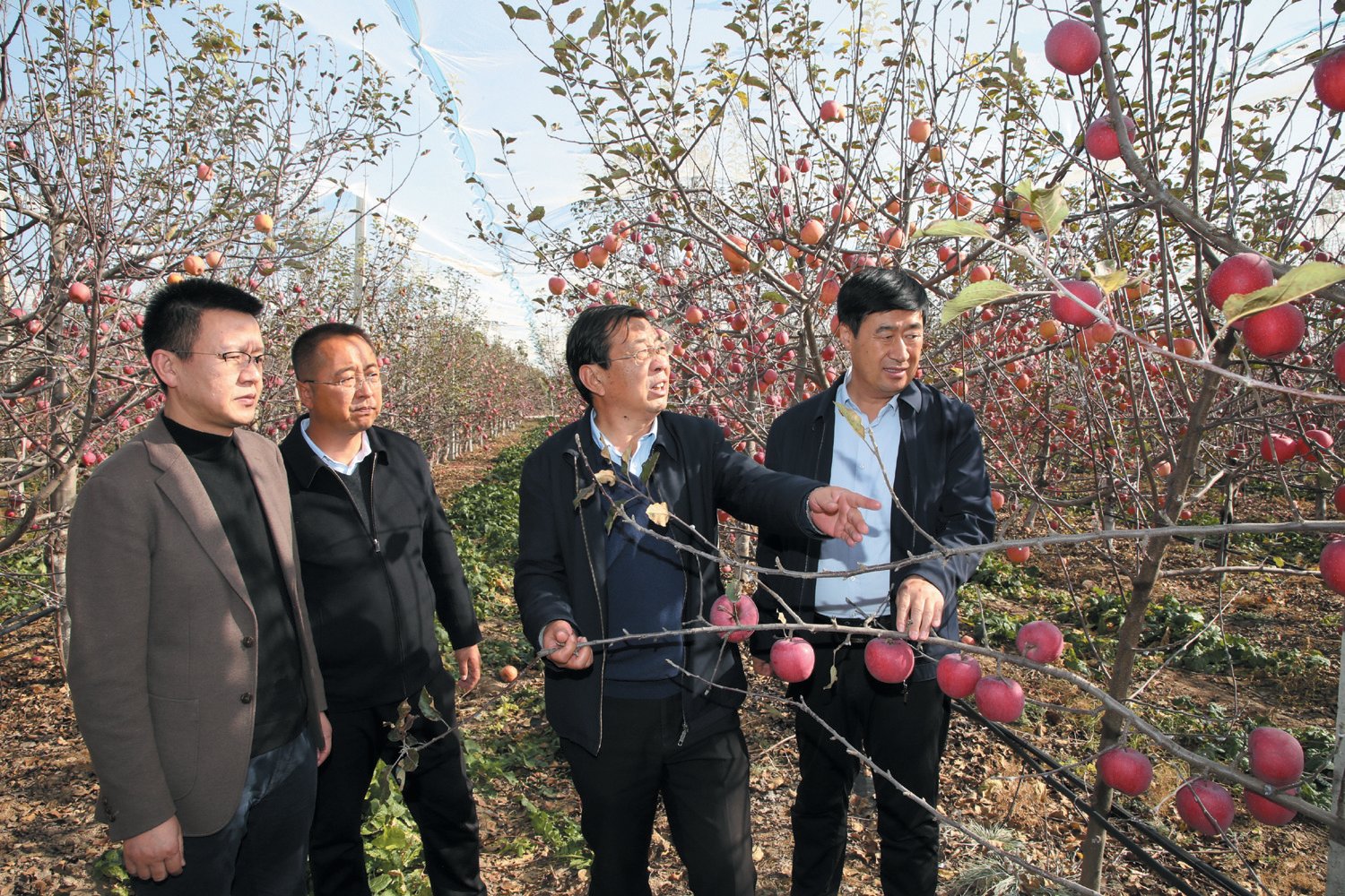 马锋旺教授 (右二) 在延安市安塞区高桥镇南沟村苹果园现场指导
王学锋 摄